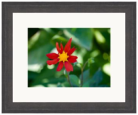 Framed Artwork